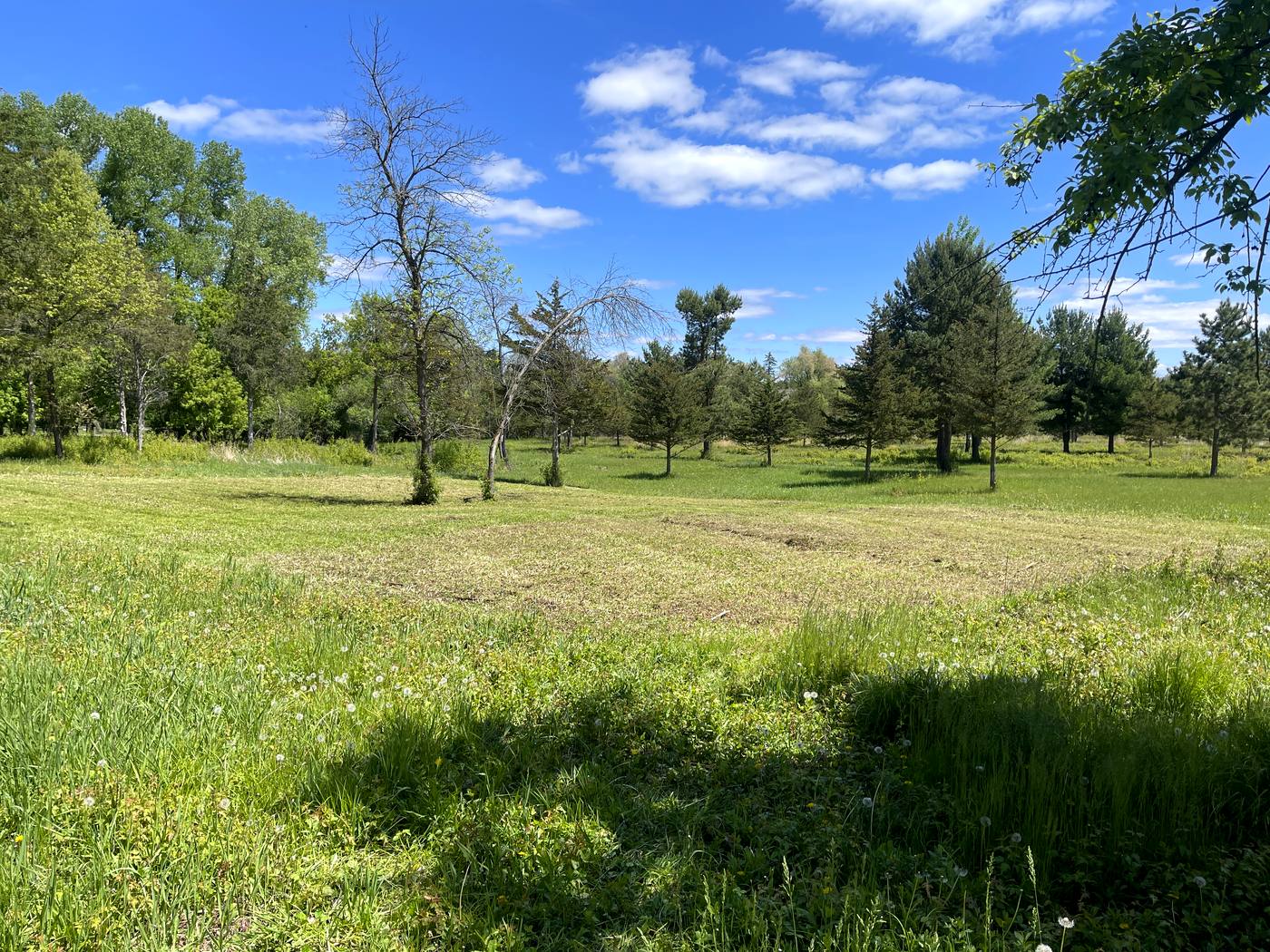 The same meadow freshly mowed