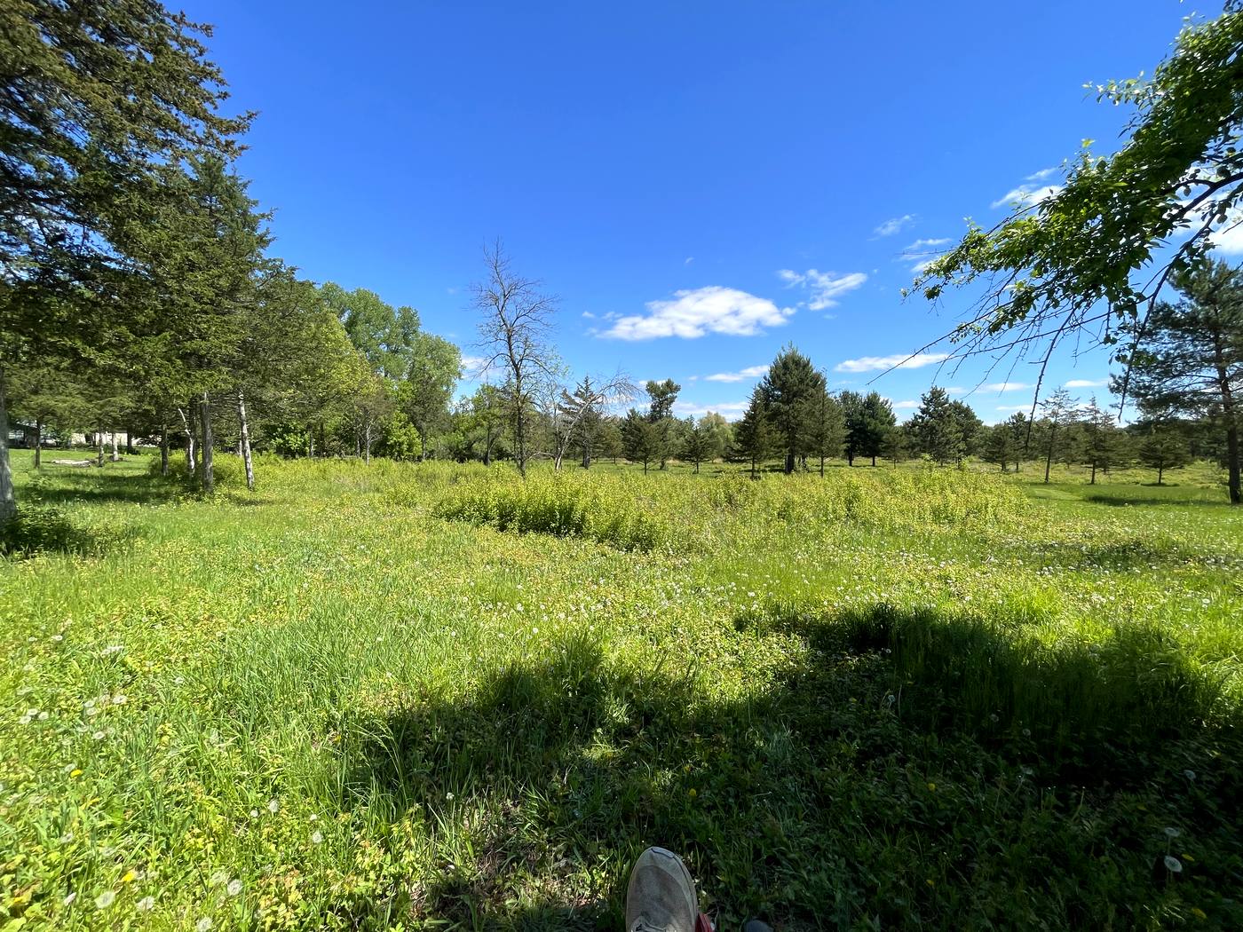 Overgrown meadow with tall grass and dandelions before mowing